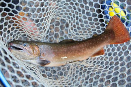 小菅トラウトガーデン 釣果