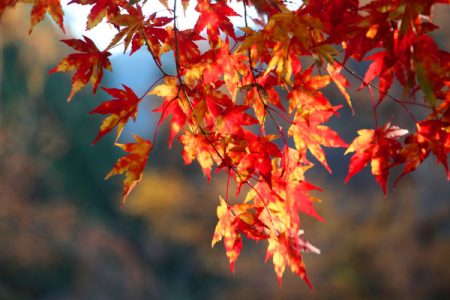 小菅トラウトガーデン 釣果