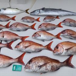 フィッシングボートACE(エース) 釣果