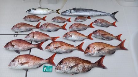 フィッシングボートACE(エース) 釣果