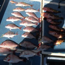 十八宝洋丸 釣果