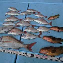 十八宝洋丸 釣果