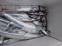 遊漁船 幸友丸 釣果