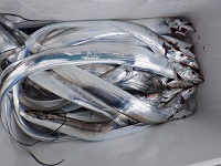 遊漁船 幸友丸 釣果