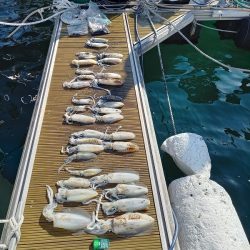 フィッシングボートACE(エース) 釣果