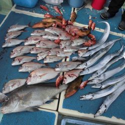 十八宝洋丸 釣果