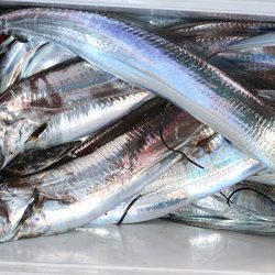 松本釣船２ 釣果