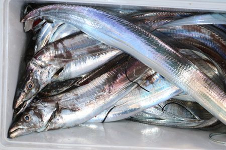 松本釣船２ 釣果