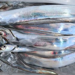 松本釣船２ 釣果