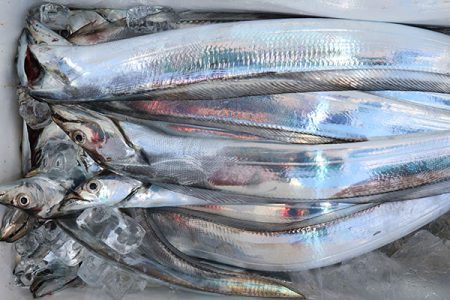 松本釣船２ 釣果