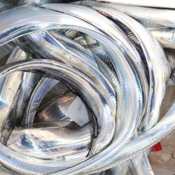 松本釣船２ 釣果