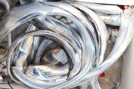 松本釣船２ 釣果