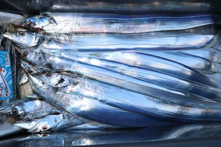 松本釣船２ 釣果