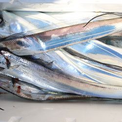 松本釣船２ 釣果