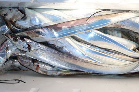 松本釣船２ 釣果