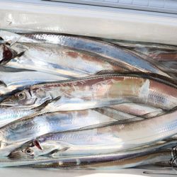 松本釣船２ 釣果