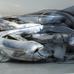 十八宝洋丸 釣果