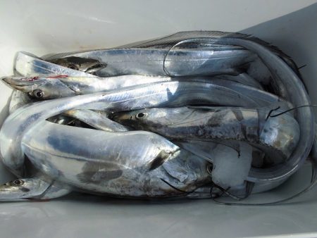 十八宝洋丸 釣果