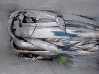 遊漁船 幸友丸 釣果