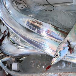 松本釣船２ 釣果