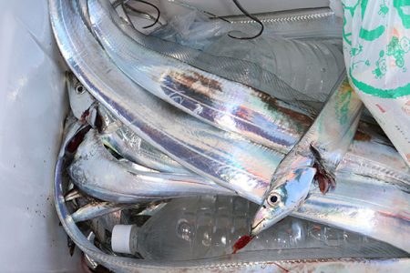 松本釣船２ 釣果