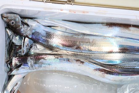 松本釣船２ 釣果