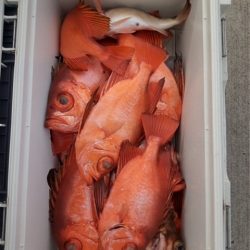 モンロー号 釣果