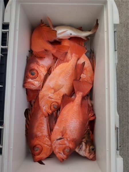 モンロー号 釣果