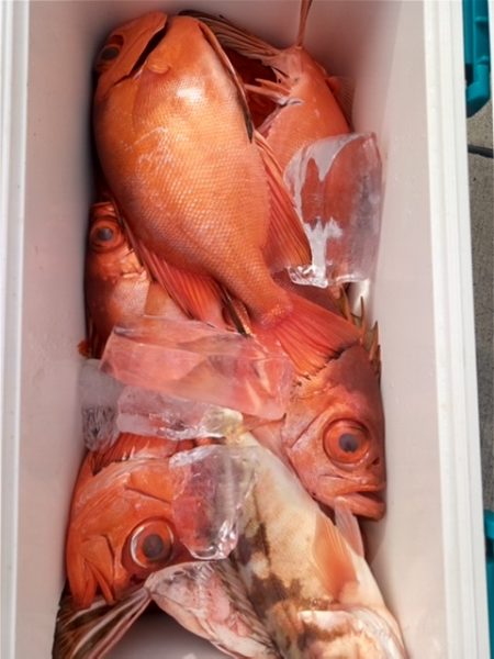 モンロー号 釣果