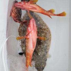 ブルーピア 釣果