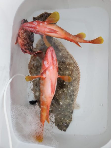 ブルーピア 釣果