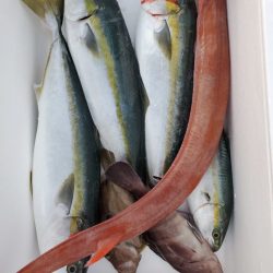 ブルーピア 釣果