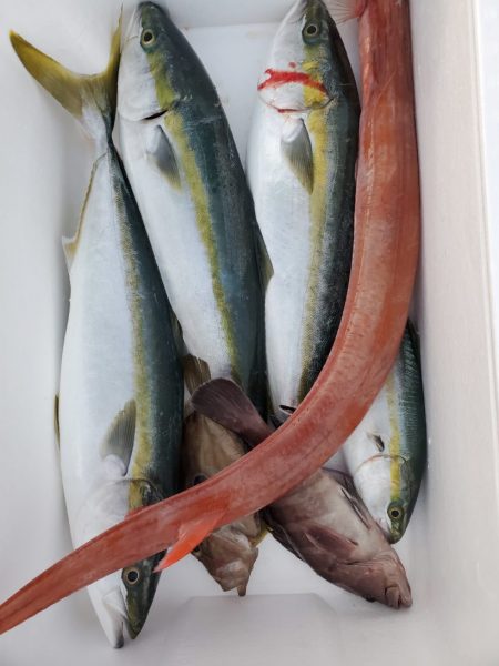 ブルーピア 釣果