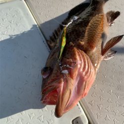 マタウマリンサービス 釣果