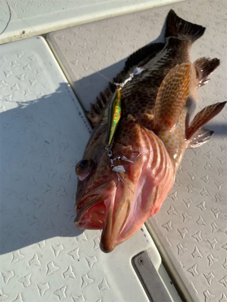 マタウマリンサービス 釣果