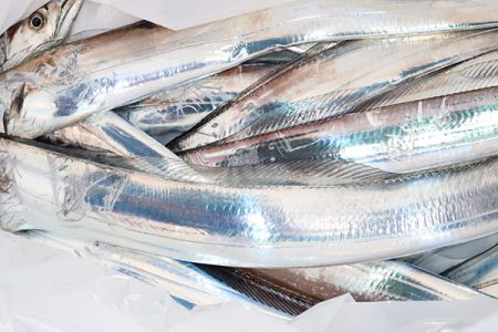 松本釣船２ 釣果