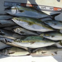 ルアー船マヒマヒ 釣果