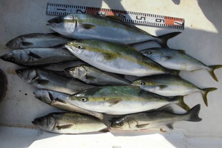 ルアー船マヒマヒ 釣果