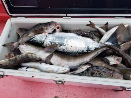 第八平成丸 釣果