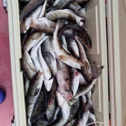 第八平成丸 釣果