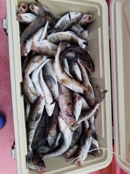 第八平成丸 釣果