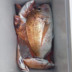 内浜丸 釣果