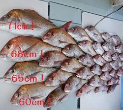 遊漁船 幸友丸 釣果