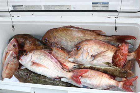 松本釣船２ 釣果