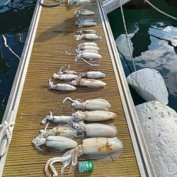 フィッシングボートACE(エース) 釣果