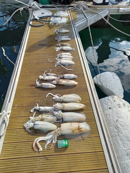 フィッシングボートACE（エース） 釣果