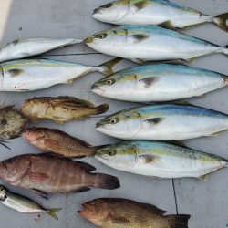 ブルーピア 釣果