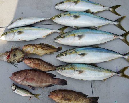 ブルーピア 釣果