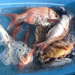 十八宝洋丸 釣果