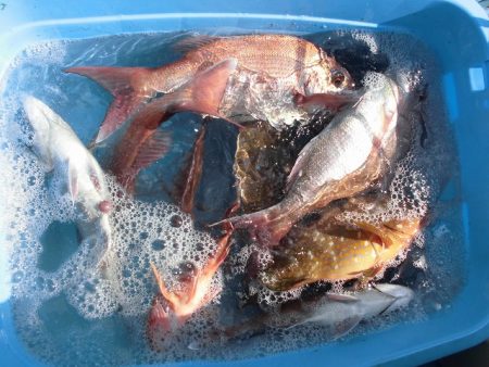 十八宝洋丸 釣果